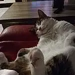 Chat, Felidae, Comfort, Carnivore, Small To Medium-sized Cats, Moustaches, Cloud, Queue, Poil, Patte, Domestic Short-haired Cat, Couch, Bed, Sieste, Picture Frame, Griffe, Linens