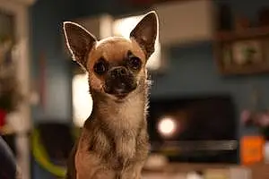 Chihuahua Chien Sisko