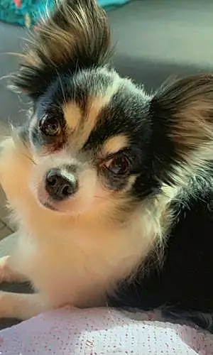 Nom Chihuahua Chien Kaline