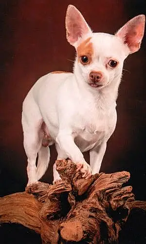 Chihuahua Chien Ouija