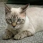 Chat, Felidae, Carnivore, Small To Medium-sized Cats, Moustaches, Faon, Comfort, Museau, Terrestrial Animal, Curious, Queue, Poil, Domestic Short-haired Cat, Patte, Griffe, Fang, Légende de la photo, Pet Supply, Assis