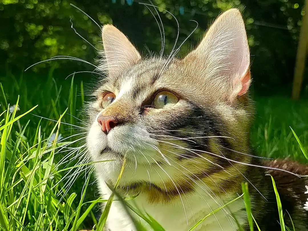 Chat, Yeux, Plante, Felidae, Carnivore, Small To Medium-sized Cats, Moustaches, Faon, Herbe, Museau, Terrestrial Plant, Terrestrial Animal, Close-up, Poil, Domestic Short-haired Cat, People In Nature, Grassland, Arbre