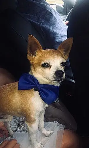 Nom Chihuahua Chien Bambi