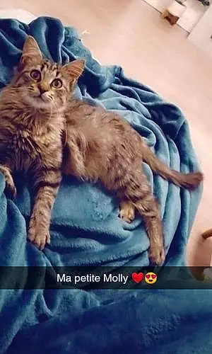 Nom Chat Molly