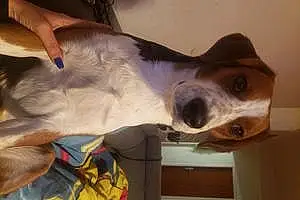 Nom Beagle Chien Loki