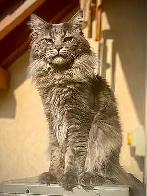 Nom Maine Coon Chat Jipsy