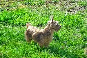Nom Yorkshire Terrier Chien Baboo