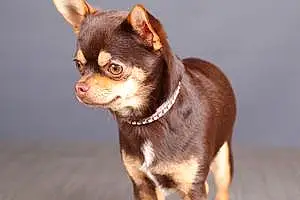 Nom Chihuahua Chien Iouna