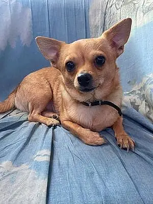 Chihuahua Chien Cacahouète