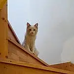 Chat, Ciel, FenÃªtre, Carnivore, Felidae, Bois, Small To Medium-sized Cats, Faon, Moustaches, Roof, Museau, Queue, Arbre, Domestic Short-haired Cat, Facade, Hardwood, House, Plywood, Daylighting, Poil
