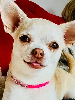 Chihuahua Chien Orphée