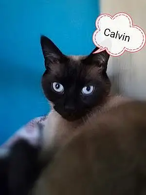 Nom Chat Calvin