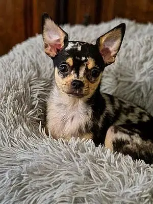Nom Chihuahua Chien Hermes