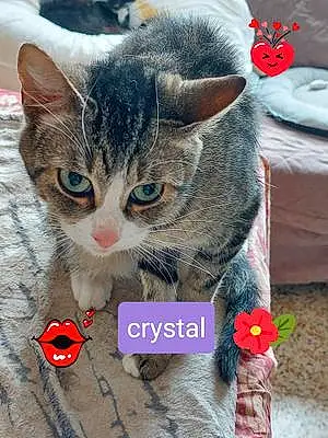 Nom Europeen Chat Crystal