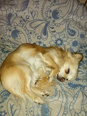 Nom Chihuahua Chien Fonzy