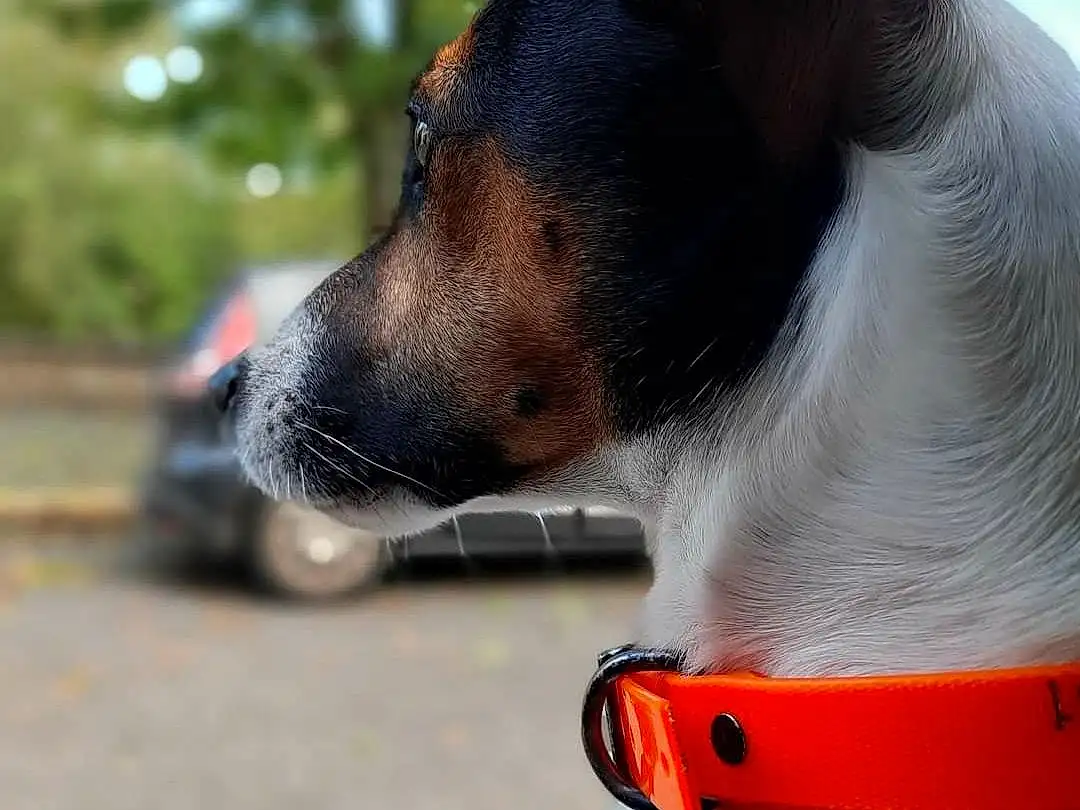 Chien, Dog Supply, Race de chien, Carnivore, Collar, Pet Supply, Chien de compagnie, Faon, Working Animal, Dog Collar, Moustaches, Leash, Dog Sports, Fashion Accessory, Canidae, Recreation, Animal Sports, Working Dog, Patte