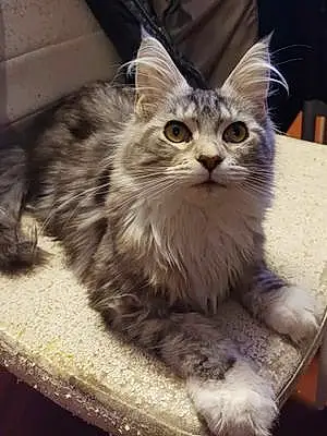 Maine Coon Chat Thea