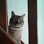 Chat, FenÃªtre, Felidae, Carnivore, Door, Bois, Small To Medium-sized Cats, Grey, Faon, Moustaches, Queue, Hardwood, Domestic Short-haired Cat, Poil, Stairs, Terrestrial Animal, Assis
