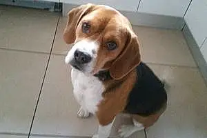Nom Beagle Chien Freesby