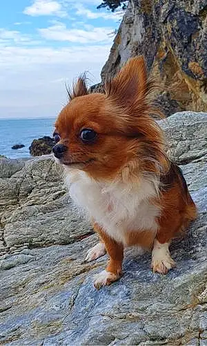 Chihuahua Chien Titi
