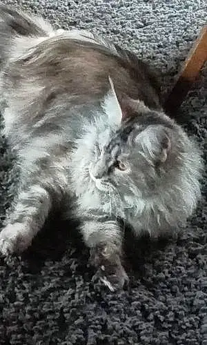 Nom Maine Coon Chat Diana
