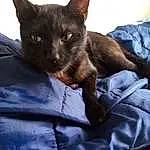Chat, Felidae, Carnivore, Comfort, Small To Medium-sized Cats, Grey, Moustaches, Race de chien, Oreille, Faon, Bombay, Museau, Chats noirs, Linens, Domestic Short-haired Cat, Poil, Liver, Electric Blue, Terrestrial Animal, Havana Brown