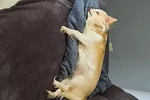 Chihuahua Chien Lili