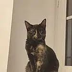 Chat, Felidae, Carnivore, Small To Medium-sized Cats, Moustaches, FenÃªtre, Museau, Queue, Domestic Short-haired Cat, Poil, Terrestrial Animal, Griffe, Natural Material, Race de chien, Chats noirs
