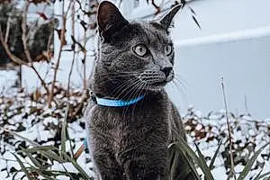 Chartreux Chat Iron