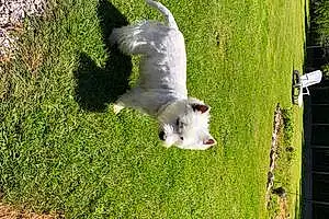 Nom West Highland White Terrier Chien Freddy