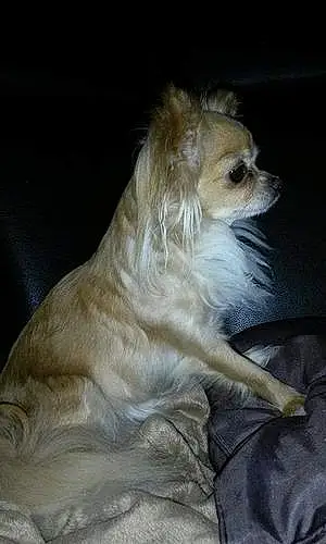 Nom Chihuahua Chien Comète