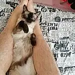 Hand, Chat, Felidae, Carnivore, Small To Medium-sized Cats, Gesture, Siamois, Moustaches, Finger, Faon, Eyewear, Happy, Comfort, Thai, Chien de compagnie, Museau, Queue, Wrist, Poil, T-shirt