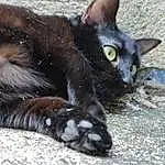 Chat, Yeux, Felidae, Carnivore, Small To Medium-sized Cats, Bombay, Iris, Moustaches, Museau, Queue, Chats noirs, Terrestrial Animal, Domestic Short-haired Cat, Poil, Patte, Griffe, Foot