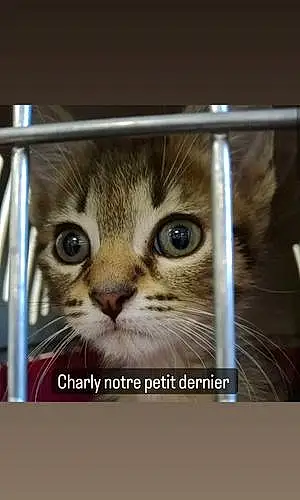 Nom Chat Charly