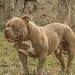 Chien, Carnivore, Bulldog, Race de chien, Faon, Chien de compagnie, Terrestrial Animal, Wrinkle, Herbe, Queue, Handwriting, Liver, Canidae, Non-sporting Group, Ancient Dog Breeds, Working Dog