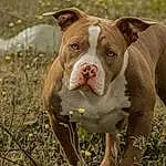 Plante, Chien, Carnivore, Working Animal, Race de chien, Herbe, Chien de compagnie, Terrestrial Animal, Liver, Museau, Moustaches, Canidae, Grassland, Wrinkle, Working Dog, Molosser, Non-sporting Group, Soil, Old English Bulldog