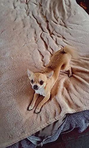 Nom Chihuahua Chien Fleur