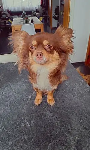 Chihuahua Chien Lylo