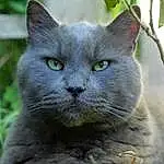 Chat, Felidae, Plante, Carnivore, Small To Medium-sized Cats, Moustaches, FenÃªtre, Museau, Terrestrial Animal, Poil, Domestic Short-haired Cat, Arbre, Bleu russe, Herbe, Groundcover