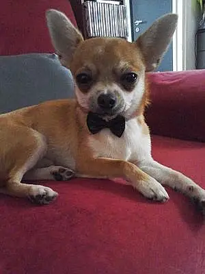 Nom Chihuahua Chien Hilton