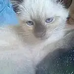 Chat, Yeux, Carnivore, Felidae, Small To Medium-sized Cats, Faon, Moustaches, Museau, Close-up, Terrestrial Animal, Poil, Electric Blue, Thai, Ragdoll, Photography, British Longhair, Domestic Short-haired Cat, Balinais