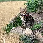 Plante, Chat, Felidae, Carnivore, Small To Medium-sized Cats, Herbe, Moustaches, Faon, Terrestrial Animal, Queue, Museau, Soil, Domestic Short-haired Cat, Poil, Leash, Arbre, Rock, Sand, Shadow