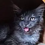 Chat, Carnivore, Felidae, Grey, Small To Medium-sized Cats, Moustaches, Museau, Maine Coon, Poil, Domestic Short-haired Cat, Cat Toy, British Longhair, Patte, Electric Blue, Griffe, Terrestrial Animal, Assis
