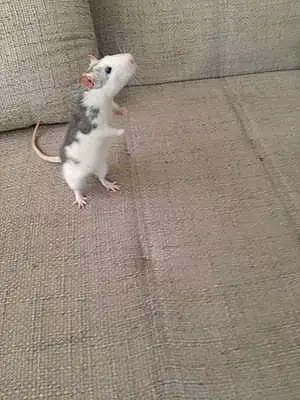 Rat Ratatouille