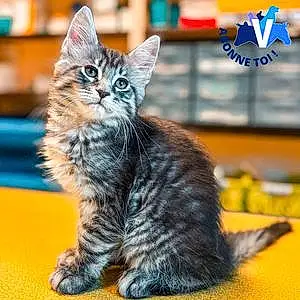 Maine Coon Chat Symba