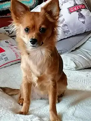 Nom Chihuahua Chien Bahia