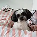 Chien, Comfort, Liver, Race de chien, Carnivore, Dog Supply, Shih Tzu, Chien de compagnie, Sleeve, Faon, Working Animal, Toy Dog, Pattern, Museau, Linens, Terrier, Poil, Canidae, Plaid