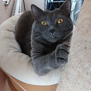 Nom Chartreux Chat Beerus