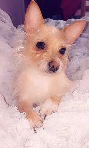 Nom Chihuahua Chien Galaxy