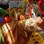 Chat, Orange, Felidae, Carnivore, Faon, Small To Medium-sized Cats, Jouets, Moustaches, Comfort, Natural Foods, Lap, Queue, Domestic Short-haired Cat, Poil, Play, Food Group, Patte, Enfant, Vegetable, Comfort Food